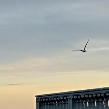 Caviglia Citra 09029-lt-0618 아파트 *